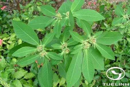 Cây Cỏ mủ. Euphorbia heterophylla L. - Cây Thuốc Nam Quanh Ta